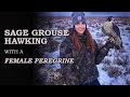 Falconry | Hunting Sage Grouse with a Female Peregrine Falcon
