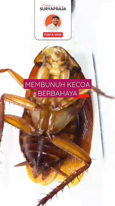 Fakta Unik Membunuh Kecoa? #faktaunik #kecoak