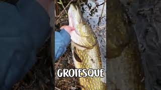 10 YEARS OF PIKE FISHING AND I COULD QUIT HAPPY