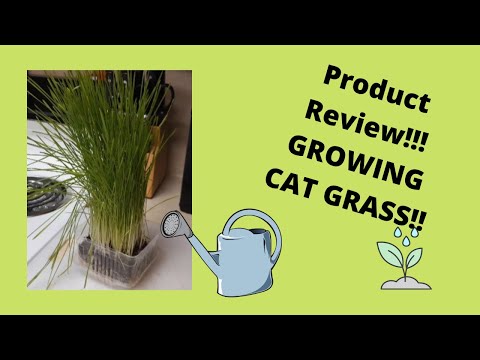 how to grow cat grass from seed, Ragdoll Cats, Funny Cats, Organic Pet Grass Kit, The Cat Ladies