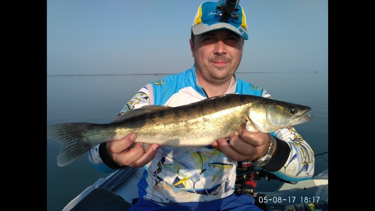 судак на джиг. судак на красноярском водохранилище. рыбинское водохранилище суда. судак на водохранилище. судак на водохранилище.