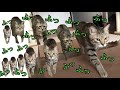 呼んだら鳴きながら来る猫がかわいい！パート3　「ふ」の使い手