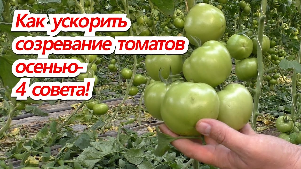 Ускоряем созревание томатов на кусту- четыре совета от профессионала.