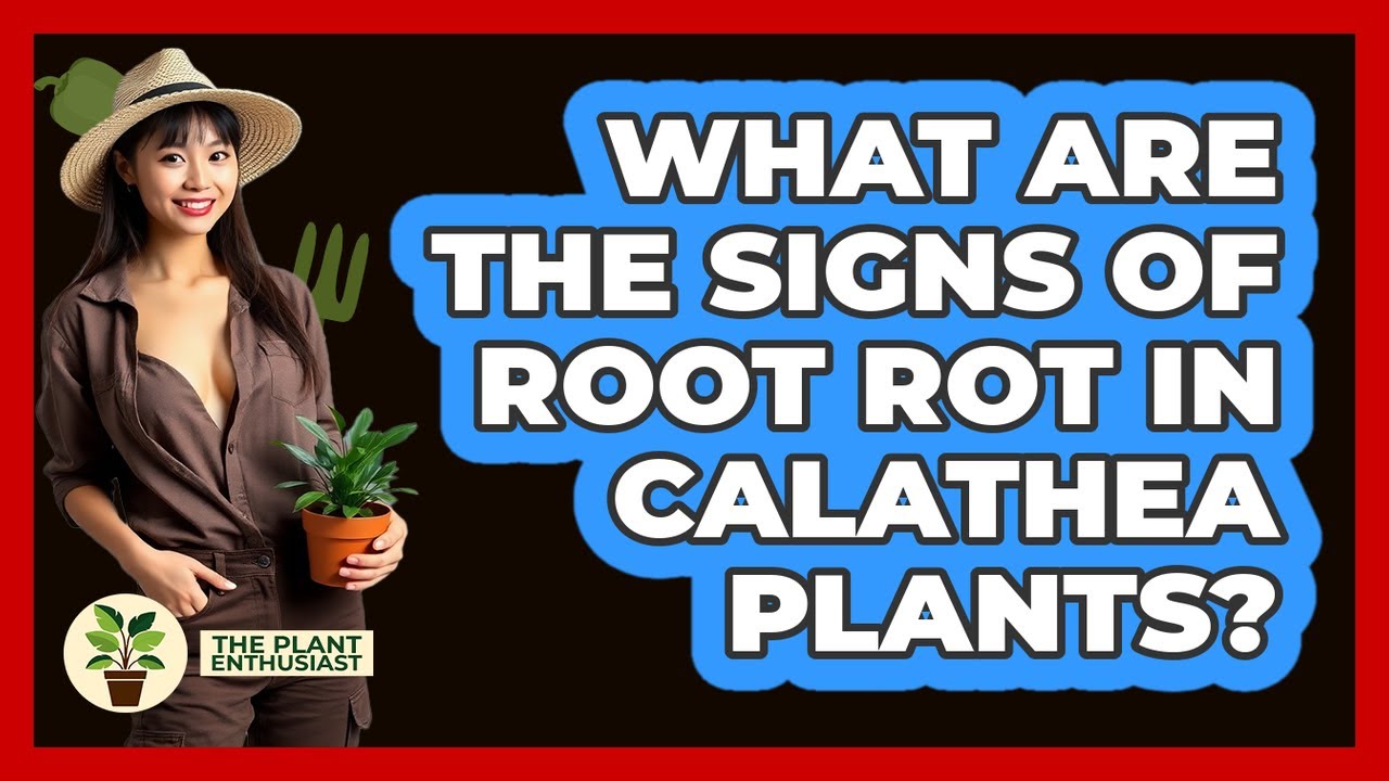 What Are The Signs Of Root Rot In Calathea Plants? - The Plant Enthusiast