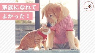 ひとりぼっちの猫と姉を亡くしたレトリバーの運命の絆【PECO TV】