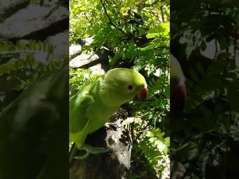 Cute parrot training | World view | 50