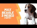 Cachorro beagle de 3 meses - parte I