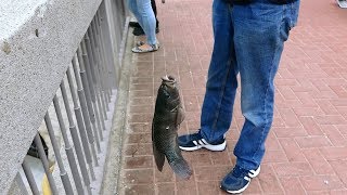 Catching fish out of drainage canal sewer in Hong Kong
