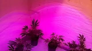 New Grow Area