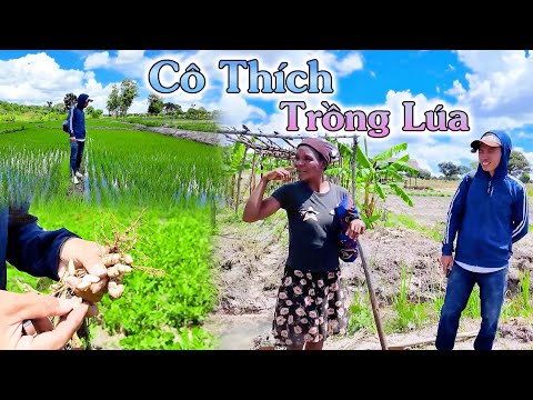 Cô Thích Trồng Lúa Lắm Mà KHông Thể Trồng Được, Cháu Giúp Cô Nhé