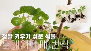 (SUB) 필레아페페 자구 분리 방법 / 초보자도 키우기 쉬운 식물 추천 / 즐거운집생활