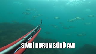 Amasra Sivri Burun Sürü Avları - Spearfishing Turkey Diplodus Vulgaris