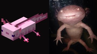 Minecraft Passive Mobs As Cursed Images (EXTRA CURSED)