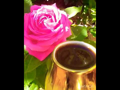مافي ورد بيطلب ماي الورد بيبقى سكوت ستوريات انستا ابلور حالات صباح حالات واتس 