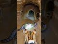 Camera Mounted on a Wildcat — Real Underground POV Footage#WildlifePOV#AnimalPOV#MicroCamera#Natur
