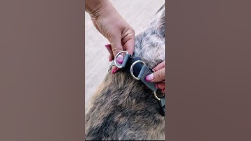 Harness and Leash Set Durable Comfortable Dogs Small Large Dogs Puppy Harness Walks Adventure Seeker