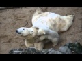 Белый медвежонок рассмешил пользователей Сети | Смешные животные