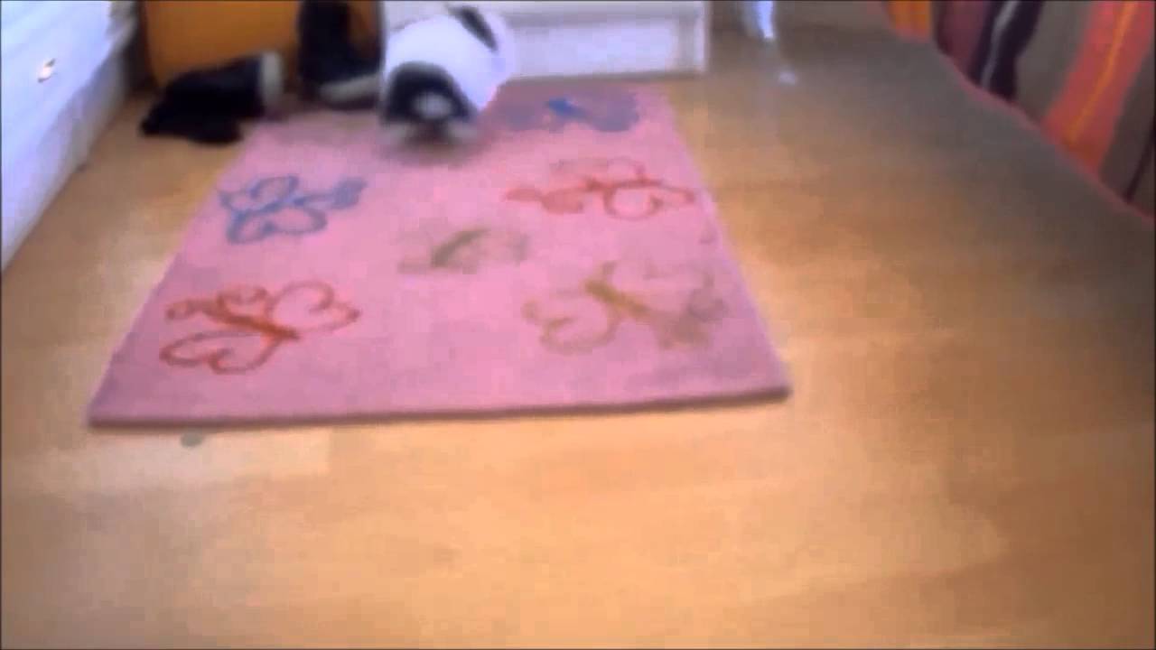 Bunny Binky YouTube
