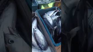 Skipjack Tuna Tulingan Philippines