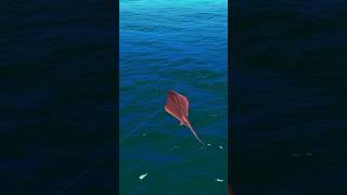 monster fishing  534 #fishing #fish #shortvideo #shorts