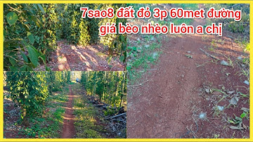 Bán đất rẫy vườn tiêu bà Rịa - chủ kẹt tiền bán gấp lô đất rẫy DT 7sao8 300trieu một sào