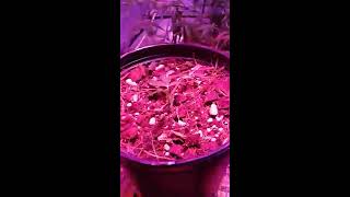 My first indoor grow #22 wounded plant update and giveaway Details/MAIL CALL/personal information