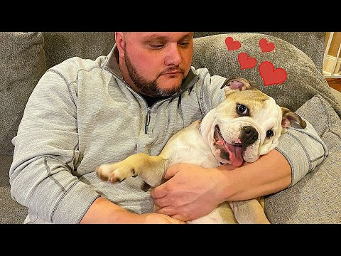 who-does-my-cute-puppy-love-more?-lola-the-bulldog