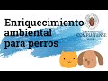 Enriquecimiento ambiental para perros: un perro sano y equilibrado sin necesidad de mucho ejercicio