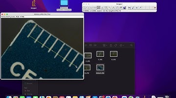 A Simple Method for Quantifying Blastema Growth in Regenerating Planarians: scale an image in ImageJ