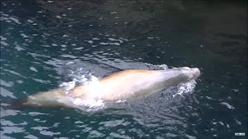 Zeehonden - Diergaarde Blijdorp