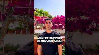 When, why and how to add nitrogen, phosphorus and potassium to your plants When, why and how to add nitrogen, phosphorus and potassium to your plants