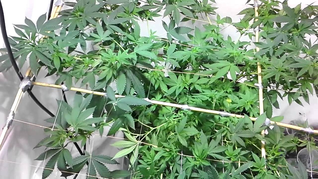 Rasberry diesel start