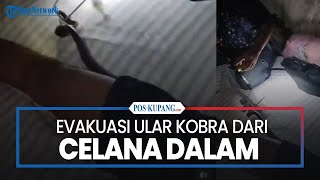 Detik-detik Evakuasi Ular Kobra dari Celana Dalam