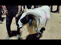 Bakrid Sheep Market 2025 / biggest sheep market / world's famous market