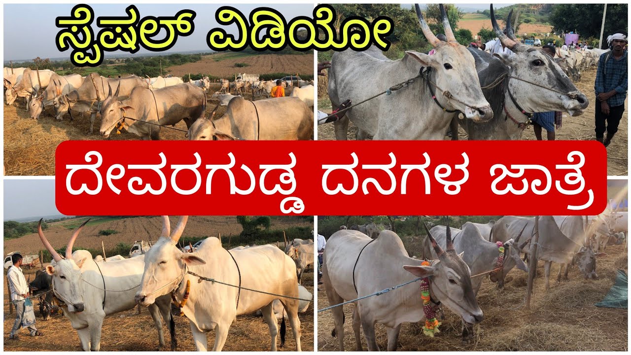 ದೇವರಗುಡ್ಡ ಬೃಹತ್ತ್ ದನಗಳ ಜಾತ್ರೆ | Devaragudda biggest Cattle Fair