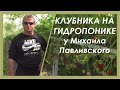 Выращивание клубники на малообъемной гидропонике в ЛПХ Павливские. Результаты сезона.