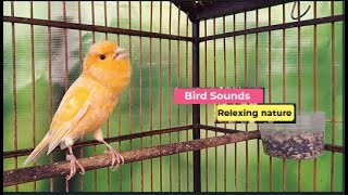 ?Canary Bird Sounds_Birds Singing Withhout Music, Relaxing Nature Sounds _ الكناري _ episode 382