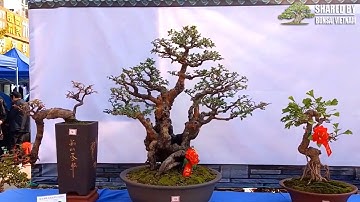 Một triển lãm bonsai địa phương của Trung Quốc 2022 nhưng có nhiều tác phẩm chất lượng quá