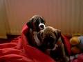 Cute animal video of the day: Boxer puppies falling asleep