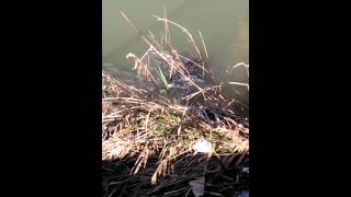 Çağbaşı Köyü Balık Avı.