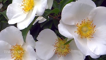 Beautiful Instrumental Hymns, Peaceful Music, Piano & Flute "Nearer, My God, to Thee" Tim Janis
