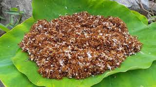 Teknologi Primitif - semut merah panggang di atas batu - memasak semut merah dan memakannya dengan lezat