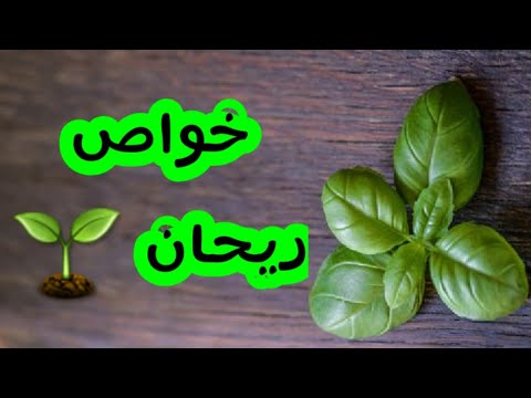 تصویری: چگونه بیماری های ریحان را تشخیص دهیم؟