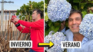 CÓMO PODAR BIEN LAS HORTENSIAS EN INVIERNO: flores + grandes || en20metros @BellotaEurope