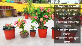 মিলি গাছের পরিচর্যা | Euphorbia milii plant care | How to grow Euphorbia milii