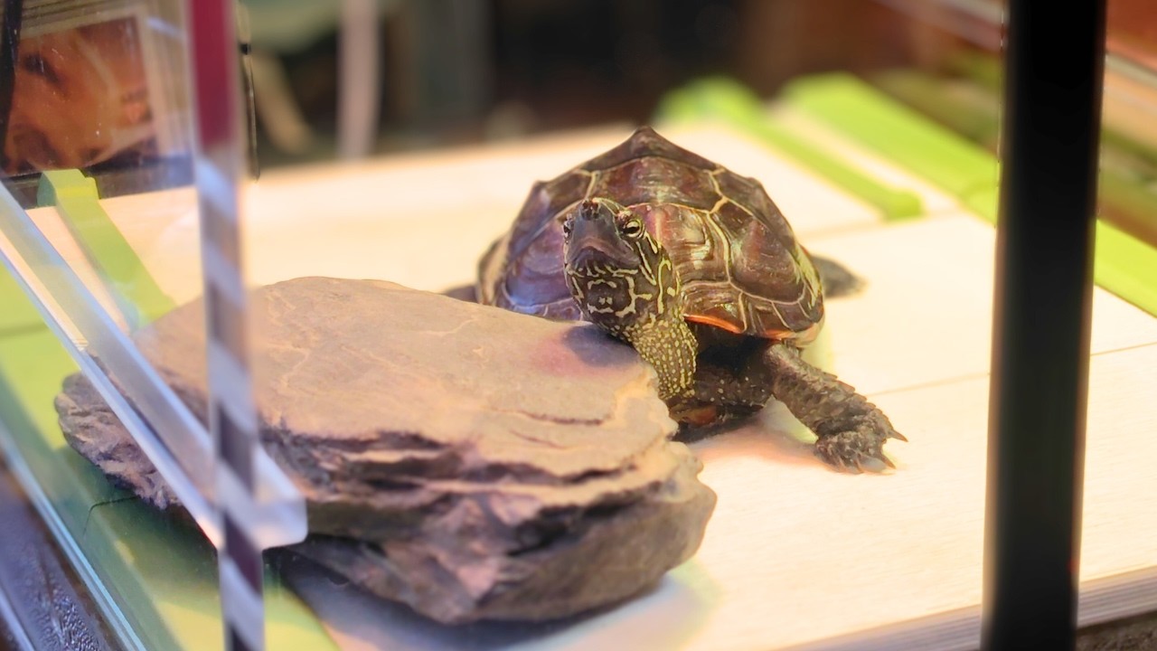 ほるかめ 亀専用水槽がめちゃくちゃ豪邸だった！【The turtle tank was an