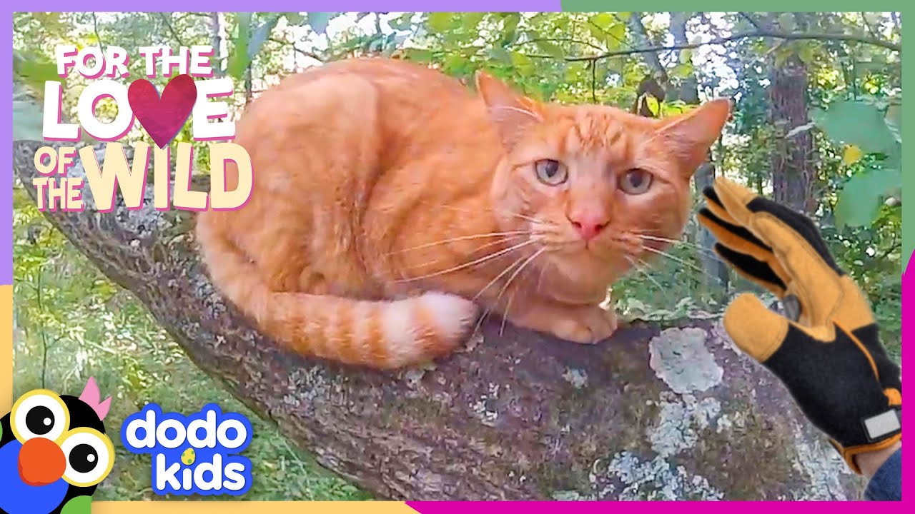 Cat Rescuer Climbs Trees To Save Over 1,000 Cats | For The Love Of The Wild | Dodo Kids