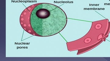 Structure and function of nucleus