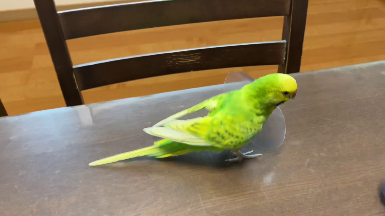 インコの毛引き症対策でエリザベスカラーを装着です Youtube