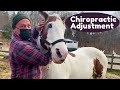 RESCUE Horse with LOW BACK PAIN~ CHIRO ADJUSTMENT brings some Relief! (#2)